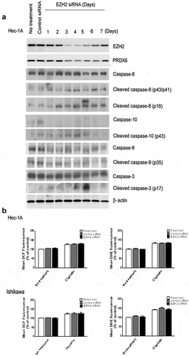Figure 6. (a) Effect of EZH2 silencing on Hec-1A cells. After silencing of EZH2, Hec-1A cell lysate was analyzed by western blot for PRDX6 and caspases 3, 8, 9, and 10 activities. (b) Effect of EZH2 silencing on ROS levels in Hec-1A and Ishikawa cells. After EZH2 silencing alone or in combination with CDDP treatment, intracellular hydrogen peroxide and superoxide levels were measured by staining with DCF-DA and DHE, respectively. Mean DCF and DHE fluorescence were graphed and compared with controls to estimate changes of ROS levels caused by EZH2 silencing. Error bars represent SEM.