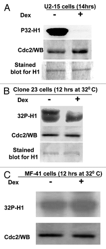 Figure 6 Induction of Wip1 inhibits Cdc2 kinase activity. (A) Wip1 modulates the kinase activity of Cdc2/cyclinB. Immune complexes from the total soluble protein of 12 h un-induced (Lane−) and induced (lane+) U2–15 cells using anti-cdc2 monoclonal antibodies were mixed with histone H1 and γ-32P-ATP at 30°C for 30 min. Autoradiogram (top part) shows much less phosphorylated histone H1 in Lane+ than in Lane−. [Wb (middle part) for the control of cdc2 protein used in the assay and Coomassie blue-stained blot (bottom part) for H1 loading control]. (B and C) Cdc2 kinase activity is decreased upon Wip1 induction in mouse cells when functional p53 is restored. Similar to the experiment conducted in (A), the corresponding mouse cells used for cell cycle analysis showing a nice G2/M arrest were used for preparing cell lysates, and subsequently Cdc2 IP and kinase assay were performed. The decreased Cdc2 kinase activity was found when Wip1 was induced in clone 23 cells (B) but not in MF-41 cells (C) at 32°C.