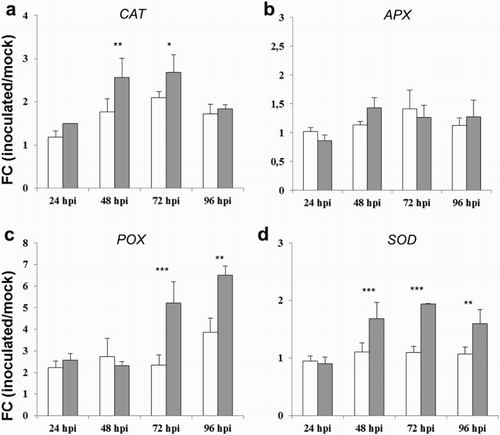 Figure 2. FC of differentially expressed genes CAT (a), APX (b), POD (c) and SOD (d), in kernels of the susceptible CO354 maize line at 24, 48, 72 and 96 hpi with aflatoxin-producing and atoxigenic strains of A. flavus (white and gray bar charts, respectively). Vertical bars indicate ±standard deviation. *Significant differences between aflatoxin-producing and atoxigenic-inoculated means within the same time of sampling, according to two-way ANOVA (*P ≤ .05; **P ≤ .01; ***P ≤ .001).