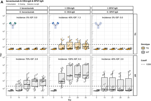 Figure 2. Fc contributes to the unresponsiveness towards conventional mAbs. Murine IgG anti-drug antibody (ADA) titers in hIgG1 transgenic (orange, upper panels) and wild-type (gray, lower panels) are measured over time before (day 0) and after the first immunization. Groups of 10 hIgG1 transgenic and 10 wildtype mice were immunized with the full antibody and the respective Fab preparation in the same experiment. The immunization compound (I:) and the coating compound for the ELISA (C:) are displayed above each plot. ADA titers above the arbitrary threshold of 200 are considered as positive and hence used to calculate the ADA incidence displayed in percent and the Immunogenicity Factor (IGF). Panel A) displays ADA titers against the full IgG1 antibodies bevacizumab, CEA-IgG, DP47-IgG and panel B) shows ADA titers against the respective Fab fragments beva.-Fab, CEA-Fab, and DP47-Fab. Panel C) shows ADA titers against the Intravenous Immunoglobulin subclass 1 Fab fragment (IVIG1-Fab) induced by immunization with the full IVIG1 or IVIG1-Fab preparation.