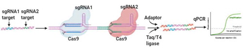 Figure 2. Schematic illustration of ctPCR detection. The DNA samples are amplified by PCR, and two sgRNAs are designed to bind with the different target DNA sequence. After the cleavage of Cas9-sgRNA, A tailing and T adaptor are ligated to cleavage products, then gel readout or fluorescence are detected by using PCR or qPCR