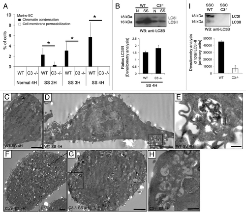 Figure 5. Caspase-3-dependent release of AV components in serum-starved murine EC. (A) Percentages of cells with chromatin condensation and cell membrane permeabilization (as evaluated by HO and PI staining) in aortic EC isolated from controls (WT) and CASP3-deficient (C3−/−) mice exposed to normal medium 4 h or SS for 2–4 h. *p ≤ 0.02 vs. WT, n = 6. (B) Upper panel: Immunoblot for LC3-I/-II in EC treated as described above. Lower panel: densitometry analysis of LC3-II/LC3-I ratios for WT and C3−/− murine EC serum starved for 4 h. Representative of 16 independent WT mice and 6 C3−/− mice. (C–E) Electron micrographs of control murine EC (WT) exposed to SS for 4 h showing AV near and/or interacting with the cell membrane [islet in (E)]. Scale bars: (C and D) 2 µm; (E): 0.5 µm. (F–H) Electron micrographs of murine C3−/− EC exposed to SS for 4 h showing enhanced autophagic vacuolization located away from the cell membrane (islet in H) as compared with WT (E). Scale bars: (F and G) 2 µm; (H) 0.5 µm. (I) Upper panel: Immunoblot analysis for LC3-I and LC3-II in 10 ml of serum-free media conditioned by controls (SSC WT) or CASP3-deficient (SSC C3−/−) murine EC. Lower panel: Densitometry analysis of LC3-I and LC3-II; n = 3.