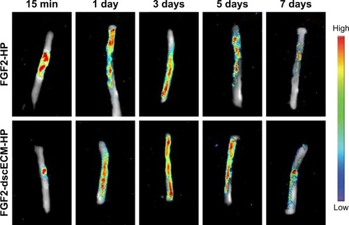 Figure 3 In vivo FGF2 retention in injured spinal cord after administration of FGF2-dscECM-HP hydrogel or FGF2-HP hydrogel. More red color indicates more FITC-FGF2 area.Abbreviations: FGF2, fibroblast growth factor-2; dscECM, decellular spinal cord extracellular matrix; HP, heparin-poloxamer; FITC, fluorescein isothiocyanate.