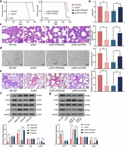 Figure 6. SP1/PTEN mediates lung infection in mice and the activity of the Akt signaling pathway. A, survival days of the mice after si-SP1 and si-PTEN administration (p < 0.01, the Kaplan-Meier analysis); B, bacterial load in murine lung tissues examined by CFU analysis (*p < 0.05, the one-way ANOVA); C, infiltration of inflammatory cells in murine lung tissues examined by HE staining (*p < 0.05, the one-way ANOVA); D, epithelial cell apoptosis in the murine lung tissues after Mtb infection examined by the TUNEL assay (*p < 0.05, the one-way ANOVA); E, fibrosis in murine lung tissues determined by Masson’s trichrome staining (*p < 0.05, the one-way ANOVA); F-G, protein levels of SP1 and PTEN and the Akt phosphorylation in murine lung tissues determined by western blot analysis (*p < 0.05, the one-way ANOVA). For animal studies, n = 6 in each group.