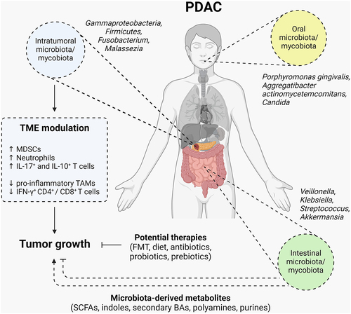 Figure 1. Roles of the microbiota in PDAC. The microbiota plays a role in PDAC carcinogenesis via the modulation of the immune compartment composition in the tumor microenvironment or via the production of microbiota-derived metabolites. PDAC patients have unique oral, intestinal and intratumoral microbiota signatures and its characterization may be useful as clinical biomarkers of PDAC diagnosis and prognosis. Considering this, strategies modulating the composition of the microbiota have therapeutic potential in PDAC. MDSCs: myeloid-derived suppressor cells. TAMs: tumor-associated macrophages. SCFAs: short-chain fatty acids. BAs: bile acids. Created with BioRender.com.