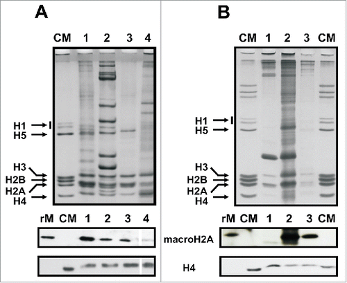 Figure 4. Tissue and chromatin-specific distribution of mussel macroH2A. A) Upper gel, SDS-PAGE of HCl-extracted proteins from different somatic tissues of the mussel M. californianus including: hepatopancreas (lane 1), muscle (lane 2), gills (lane 3) and hemolymph (lane 4). Lower gel, protein gel blot analysis of the HCl-extracted proteins using the invertebrate-specific anti-macroH2A antibody (M12) developed in the present work. B) Upper gel, SDS-PAGE of HCl-extracted proteins from different germinal tissues of the mussel M. californianus including: sperm (lane 1), male gonad (lane 2) and female gonad (lane 3). Lower gel, western blot analysis of the HCl-extracted proteins as in A). CM, chicken erythrocyte histones used as marker; rM, mussel recombinant macroH2A used as positive control; H4, anti-H4 antibodies used for sample normalization.