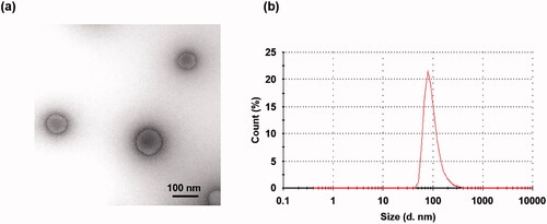 Figure 1. TEM image (a) and dynamic light scattering (DLS) particle size distribution (b) of the ternary complex.