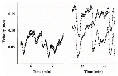 Figure 10. Two shorter blood velocity recordings from bilateral arteries sampled beat by beat, also displayed in Figures 9, B and C, marked by solid bars. Left panel: before heating. Right panel: after heating. Circles: heated finger artery. Triangles: control finger artery. (From Bergersen, Eriksen and WalløeCitation19) © The American Physiological Society. Reproduced by permission of The American Physiological Society. Permission to reuse must be obtained from the rightsholder.