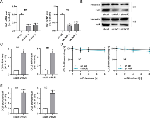 Figure 5 HuR reduces CCL5 expression by inhibiting CCL5 transcription. (A and B) PCR and Western blot were conducted to measure the knockdown efficacy of HuR in BMDMs treated with IL4/IL13 or LPS/IFNγ. (C) The effect of HuR depletion on CCL5 mRNA expression in M1 or M2 macrophages was measured by PCR. (D) The influence of HuR deficiency on CCL5 stability was evaluated by actD treatment. (E) Luciferase reporter assays were performed to detect the impact of HuR knockdown on the activity of CCL5 promoter. *p<0.05, ***p<0.001.