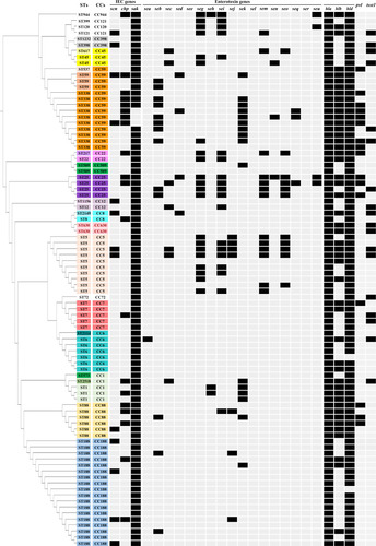 Figure 1 Clonal dendrogram and detailed molecular characteristics of 89 ST-typeable S. aureus isolates.