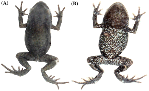 Figura 20. Pristimantis saturninoi sp. nov., en preservado. (A) Vista dorsal; (B) vista ventral del holotipo DHMECN 12232, hembra adulta, LRC: 21.5 mm.