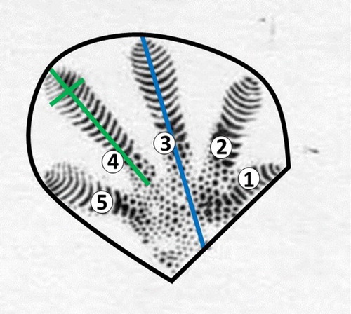 Figure 1. Measurement of dimensions of foot and toe prints collected from Duvaucel’s geckos; individual toes identified by numbers with lines showing measurements of foot area (black), foot length (blue), toe length and width (green).