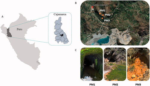 Figure 1. Map of Hualgayoc district in Cajamarca (Peru) (A) and the localization of the three mine tunnels (PM1, PM2, and PM3) (B). Pictures showing field features of PM1, PM2, and PM3 sampling sites (C).
