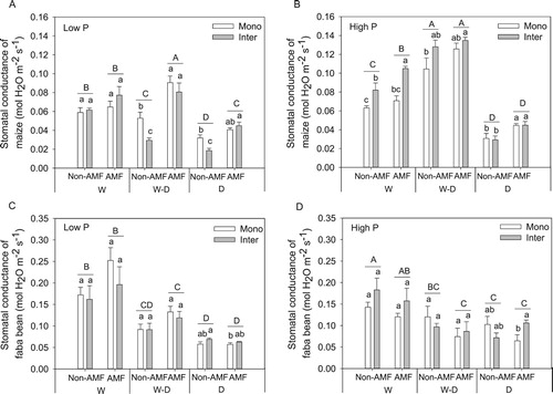 Figure 5. Stomatal conductance (mean + SE, n = 4) of maize and faba bean in monoculture (Mono) and intercropping (Inter) at low P (A, C) and high P (B, D) supply levels. W, W–D and D represent well-watered (W), alternative well-watered and droughted (W–D) and droughted treatments (D) respectively. Bars topped by the same uppercase letters do not differ significantly among average stomatal conductance of monoculture and intercropping under different AMF and water treatments according to Tukey’s HSD test at P < 0.05. Bars topped by the same lowercase letters do not differ significantly among different planting patterns with and without AMF inoculation in each water treatment at P < 0.05 according to Tukey’s HSD test.