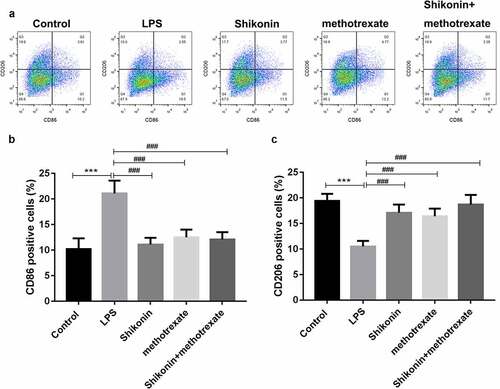 Figure 4. Shikonin combined with methotrexate regulated M1/M2 polarization in LPS-stimulated mouse macrophage RAW264.7 cells. Mouse macrophage RAW264.7 cells were stimulated with LPS, followed by shikonin and methotrexate treatment, and flow cytometry was used to detect the ratio of M1 and M2 macrophage by determining the expression levels of M1 and M2 cell markers, CD86 and CD806 (a). The statistical data showed the number of CD86(b) and CD206(c) in macrophage RAW264.7 cells in Control, LPS, shikonin, methotrexate and shikonin + methotrexate groups. ***p < 0.001 vs. Control group. ###p < 0.001 vs. LPS group.