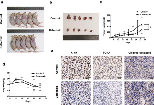 Figure 6. Celecoxib inhibits OS xenograft growth in vivo. (a,b) 143B cells were inoculated into the subcutaneous of BALB/c-nu mice. Pictures of BALB/c-nude mice in each group after subcutaneous injections of 143B cells vehicle or celecoxib (100 mg/kg, oral administration) every other day for four weeks. (c) Tumor volume was measured every 3 d. (d) Body weights were measured every week. (e) The expression of PCNA (proliferating cell nuclear antigen), Ki-67 and cleaved-caspase-3 were examined by immunohistochemistry. *p < 0.05, significantly different compared with control.