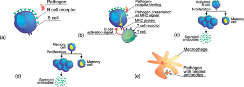 Figure 1. An immune system: (a) a B-cell and pathogen; (b) the recognition of pathogen using B- and T-cells; (c) the proliferation of activated B-cells; (d) the proliferation of a memory cell – secondary response and (e) pathogen absorption by a macrophage.