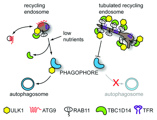 Figure 1. Recycling endosomes contribute to autophagosome formation. REs shuttle internalized cargo such as TF (not shown) with its receptor, TFR, back to the plasma membrane. Additionally, a pool of REs containing the transmembrane protein ATG9 and ULK1 are important in autophagosome formation. Blocking RE traffic by overexpressing the RAB11 effector protein TBC1D14 or inactive RAB11N124I leads to tubulation of REs and inhibition of starvation-induced autophagy. While ULK1 remains associated with REs, ATG9 relocalizes upon starvation, possibly to recruit membrane from other sources. Meanwhile, ULK1-positive REs partially relocalize with the autophagosome marker LC3 (not shown) and the RE membrane can be integrated into forming autophagosomes leading to deposition of TF in the autophagosomal lumen.