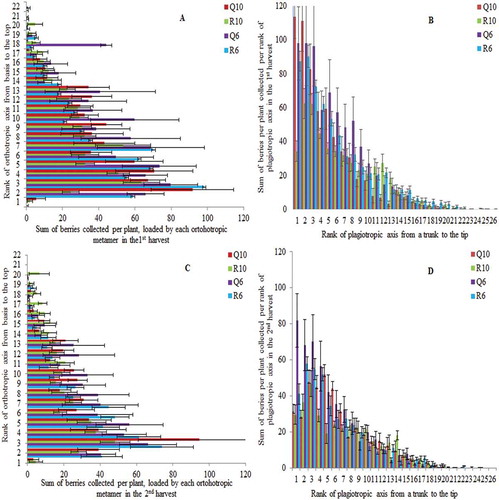 Figure 2. Mean and standard error values of sum of berries per plant distributed over vertical (A and C) and horizontal profile, on the second-order axes (B and D), in the second production year (2011). The sum of berries collected in the first harvest is shown on upper line and sum of berries collected in the second harvest is represented at lower line. Plants were cultivated under two planting patterns (Q – square and R – rectangular) and densities (10,000 and 6000 plants ha−1).