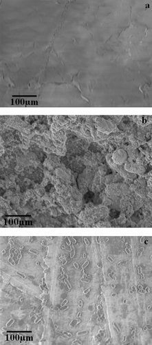 Figure 3. Analysis of A17 biofilm formation using a static system: (a) uninoculated copper sheets visualised by SEM (×11k); (b) biofilm formed by A17 on copper sheets visualised by SEM (×11k); (c) inhibition of the formation of biofilm by 0.16 mg ml−1 nystatin visualised by SEM (×11k) on copper sheets. Scale bar = 100 μm.