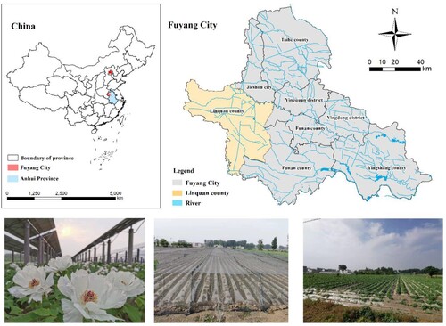 Figure 1. Location of the study site and the three high-value crops in the Linquan county, China. From left to right, are peony plantation, ginger plantation, and sweet potato plantation.