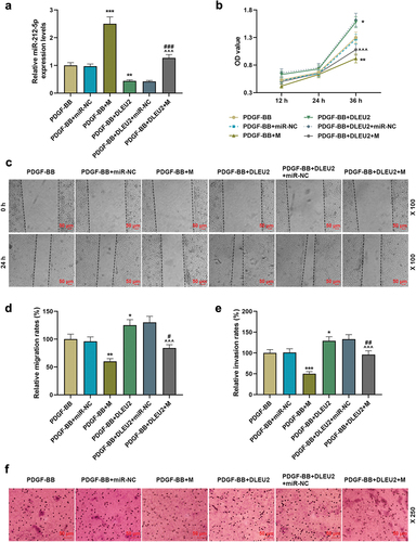 Figure 3. The promoting effect of lncRNA DLEU2 on the biological phenotype of VSMC induced by PDGF-BB was reversed by miR-212-5p mimic. VSMC was induced by PDGF-BB, with or without different RNA transfection. (a) RT-qPCR was conducted to detect the expression of miR-212-5p in each group of cells. U6 was used as a control. (b) CCK-8 assay was used for the determination of cell viability. (c-d) The effect of miR-212-5p mimic on cell migration ability was tested by wound healing assay. (e-f) Transwell assay was performed to determine cell invasion. *P < 0.05, **P < 0.01, ***P < 0.001 vs. PDGF-BB, ^^^P < 0.001 vs. PDGF-BB+DLEU2+ miR-NC, #P < 0.05, ##P < 0.01, ###P < 0.001 vs. PDGF-BB+M. All experiments were repeated at least three times. Data were expressed as mean ± standard deviation. Data among multiple groups were analyzed by one-way ANOVA, followed by Tukey’s post hoc test.