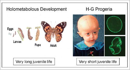 Figure 10. Extremes in longevity: insects vs. patients with the Hutchinson-Gilford Progeria syndrome (modified afterref. 15).