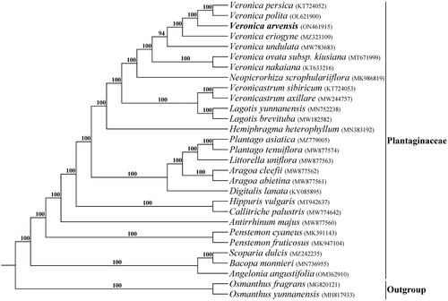 Figure 4. Phylogenetic tree of Plantaginaceae inferred using maximum likelihood (ML) based on complete plastome sequences. Numbers above the branches represent bootstrap values from ML analyses.