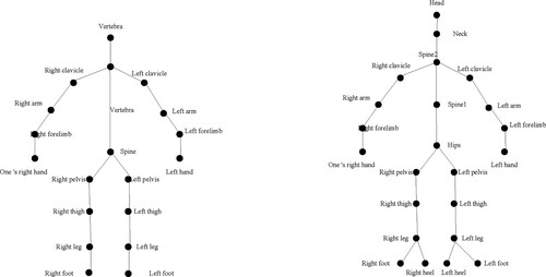 Figure 1. Limb vector structure and 3D human skeleton hierarchy.