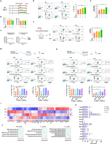 Figure 7. L. johnsonii, L. reuteri and 3’-SL improve the development of RORγt+ Treg cells in mice. (a) Scheme of GDM offspring treated with 3’-SL, L. johnsonii and L. reuteri (Lactobacillus spp.) or 3’-SL in the combination with the two Lactobacillus strains. (b) The content of Lactobacillus spp. In feces of GDM offspring in different treatment groups detected by qPCR. (c) The growth curves of L. johnsonii and L. reuteri when cultured in liquid media supplemented with 3’-SL of different concentrations as the sole carbon source. (d) Comparison of splenic Treg cell populations in GDM offspring received different treatment. (e) Comparison of the RORγt gene expression of the gut in the GDM offspring received different treatment. (f) Flow cytometry analysis of Treg cells populations after vitro stimulation of PPs lymphocytes by fecal metabolites of GDM offspring with different treatments. (g and h) Flow cytometry analysis of the proportion of RORγt+ cells after vitro stimulation of PPs and splenic lymphocytes by supernatant or cell lysates of L. reuteri and L. johnsonii, or 3’-SL. (g) PPs. (h) spleen. (i) Heatmap of differential gene clustering for all groups. (j) KEGG pathway enrichment analysis. The size of the dot represents the number of genes annotated to the KEGG pathway. (k) The major up-regulated genes were in the KEGG pathway. NOD-like receptor signaling pathway (Cxcl2, Traf6), Toll-like receptor signaling pathway (Tlr1, Tlr2, Tlr6), MAPK signaling pathway (Tgfb1), Sphingolipid signaling pathway (S1pr4, S1pr2, S1pr3), leukocyte transendothelial migration (Rap1a, Cxcr4), cAMP signaling pathway (Nfatc1, Ep300), T cell receptor signaling pathway (Pak2). Data is shown as mean ± SEM (*p < .05, **p < .01, ***p < .00).