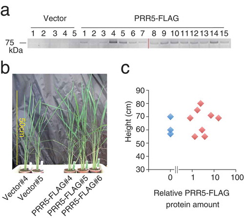 Figure 3. Transgenic rice expressing PRR5-FLAG. (a) Accumulation of PRR5-FLAG protein in T0 transgenic rice. The numbers indicate independent transgenic rice lines. Two acrylamide gels were used (left and right of the red line), but immunoblotting was performed on a same experiment. Original gel images are shown in Supplemental Figure 2. (b) Photograph of PRR5-FLAG rice. Rice plants regenerated from callus on the same day are shown. (c) Relationship between plant height and relative PRR5-FLAG protein amount. Blue and red dots are vector and PRR5-FLAG plants, respectively.