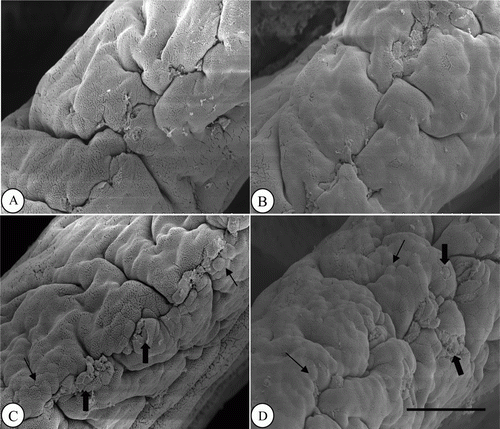 Figure 3.  Duodenal villus apical surface in chickens fed 0 (A), 1 (B), 2 (C) and 4 (D) mg/kg dietary HK-LP L-137. Small arrows, protuberated cells; Large arrows, cells having no microvilli. Scale bar=50 µm.