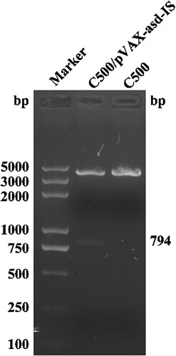 Figure 1. Identification of C500/pVAX-asd-IS and C500. Marker: DNA molecular weight markers (DL-5000); C500/pVAX-asd-IS: the target fragment of C500/pVAX-asd-IS plasmids (794 bp); C500: C500 plasmids.