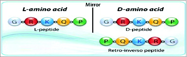 Figure 3. Schematics of retro-inverso peptides. (A) Parent peptide, synthesized with L-amino acids. (B) Parent peptide, synthesized with D-amino acids; side chains in opposite orientation. (C) Retro-inverso peptide (amino acid sequence reversed in relation to the parent peptide) synthesized with D-amino acids in reverse order (RI); Reversal of the peptide backbone direction will result in the mirroring of protein structure while inversion of amino acid chirality (L to D) achieves a mirroring of side chain positions (exact mirror image of parent peptide).