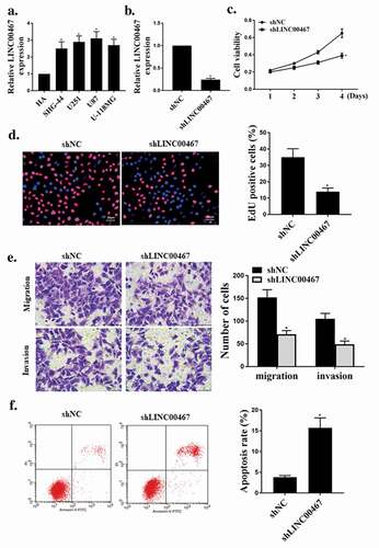 Figure 1. shLINC00476 inhibited viability, migration and invasion of glioma cells.(a). Relative expression level of shLINC00476 in glioma cell lines. (b). mRNA expression level of shLINC00476 in U87 cells. (c). MTT assay for cell viability. (d). Edu for cell proliferation. E. transwell measured cell migration and invasion. (f). Flow cytometry determined apoptosis. N = 3, * p < 0.01, ** p < 0.05