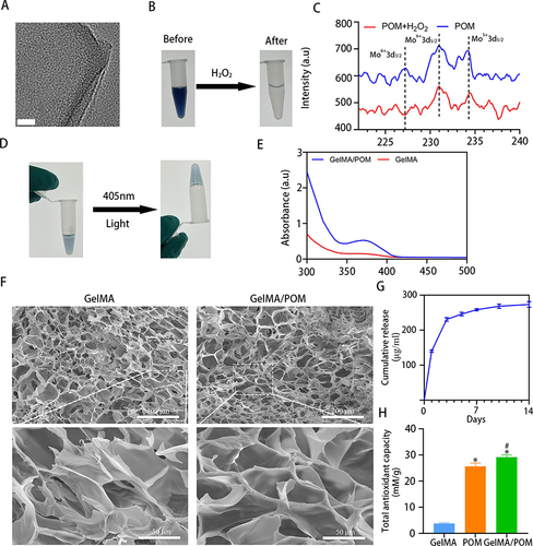 Figure 1 Characterization of POM and GelMA/POM hydrogel. (A) POM images were taken at pH = 7.5 by TEM; scale bar: 20 nm. (B) POM before and after incubation with H2O2. (C) X-ray photoelectron spectroscopy of POM incubating with or without ROS. (D) GelMA/POM before and after blue light exposure. (E) Surface plasmon absorption of mixed solution with POM and GelMA. (F) SEM images of GelMA and GelMA/POM hydrogel. (G) Amount of cumulative released POM. (H) The total antioxidant capacity of GelMA, POM and GelMA/POM. (*And #Indicate p < 0.05 in comparison with the GelMA and POM group, respectively.).