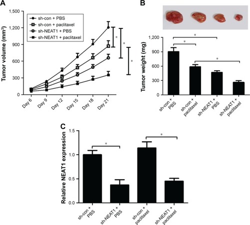 Figure 7 NEAT1 knockdown enhanced PTX sensitivity of ovarian cancer cells in vivo.