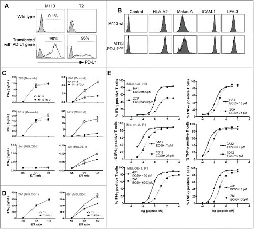 Figure 3. Reactivity and affinity of PD-1pos and PD-1neg T cell clones. (A). Flow cytometric analysis of PD-L1 expression on M113 (left panel) and T2 (right panel) cell lines wild type and stably transfected with a PD-L1 coding expression vector. The filled histograms represent negative control staining while the over-laid empty histograms show staining with a PE-conjugated anti-PD-L1 Ab (clone MIH1, BD Biosciences). (B). Expression of HLA-A2 (clone BB7.2, BD Biosciences), Melan-A (clone A103, Dako, Denmark), ICAM-1 (CD54, clone HA58, BD Biosciences) and LFA-3 (CD58, clone 1C3, BD Biosciences) on M113 (upper panel) and M113-PD-L1pos (lower panel) cell lines. All the antibodies, unless A103 Ab were PE-conjugated. For Melan-A intracellular staining, cells were fixed, permeabilized, incubated with A103 Ab, and stained with PE-conjugated goat Fab’2 anti-mouse IgG secondary Ab (Beckman Coulter, France). (C). IFNγ production of PD-1neg and PD-1pos T cell clones in response to melanoma cell lines. IFNγ production was measured by ELISA (n = 2) in supernatants of PD-1neg (left column, dotted lines) and PD-1pos (right column, solid lines) T cell clones after 6 h of activation with M113 melanoma cell line (white circles) or M113-PD-L1pos melanoma cell line (black circles). (D). IFNγ production of PD-1neg and PD-1pos MELOE-1-specific T cell clones in response to T2 cells loaded with the MELOE-136-44 peptide. IFNγ production was measured by ELISA (n = 2) in supernatants of PD-1neg (left panel, dotted lines) and PD-1pos (right panel, solid lines) MELOE-1-specific T cell clones after a 6-h-activation period with peptide-loaded T2 cells (white circles) or peptide-loaded T2-PD-L1pos cells (black circles). (E). Avidities of PD-1neg and PD-1pos Melan-A and MELOE-1-specific T cell clones. T cell clones' avidities (PD-1neg, dotted lines and PD-1pos, solid lines) were evaluated by measuring IFNγ (left panel) and TNF-α production (right panel) in response to T2 cells loaded either with a range of Melan-AA27L peptide or MELOE-136-44 peptides, at an E:T ratio of 1:2. Cytokine production was evaluated by intracellular labeling with antibodies specific for IFNγ or TNF-α (gated on CD8+ T cells).