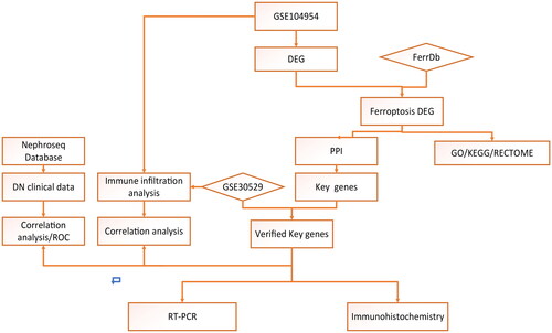 Figure 1. Workflow of the overall study design and bioinformatics analysis.