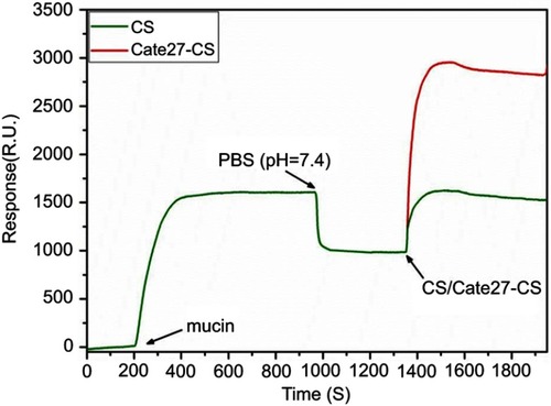 Figure 5 Evaluation of CS and Cate27-CS adhesive capacity on the mucin surface using SPR spectrum. The mucin solution was injected at the first arrow followed by a PBS wash and then CS (green solid line) and Cate27-CS solution (red solid line) were injected.Abbreviations: CS, chitosan; Cat27, catechol-27.