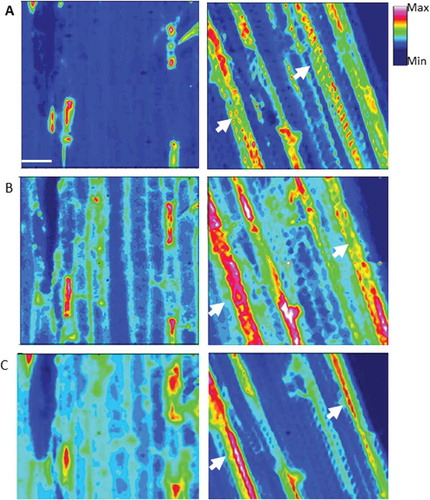 Fig. 7 (Colour online) Focal plane array (FPA) images identifying chemical distribution in the full range of spectrum (A), aliphatic lipids (3000–2750 cm−1, B) and fingerprint (1800–900 cm−1, C) regions in epidermal cells of barley leaves (abaxial side) inoculated and non-inoculated (water) with B. graminis f. sp. tritici. The arrows highlight the changes in composition from control (non-inoculated).