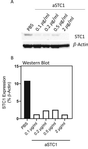 Figure 1. Anti-STC1 dose–response experiment. (A) Immunoblot showing STC1 in MSC/AML co-culture after adding PBS and 0.1, 0.2, 0.5, 2 μg/ml of anti-STC1 antibody. β-Actin served as control. (B) Quantification of the same Immunoblot as in (A) by showing the percentage of STC1 expression related to β-Actin.