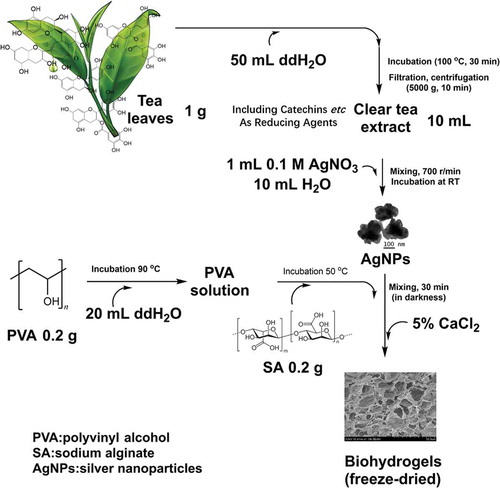 Figure 1. A green preparation process of the hydrogels. Due to the flavonoids and catechins in green tea, the green tea extract was used as the natural reducing agent to synthesize silver nanoparticles (AgNPs). Then, the obtained AgNPs were incorporated into polyvinyl alcohol/sodium alginate (PVA/SA) network to fabricate the hydrogels for antibacterial applications