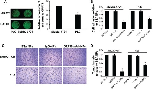 Figure 3 mAb GRP78-NPs inhibited the adhesion and invasion of HCC cells.Notes: (A) In-cell Western blot assay showed GRP78 expression on the cell surface of SMMC-7721 was higher than that of PLC. (B) Cell adhesion assay showed mAb GRP78-NPs inhibited the adhesion of SMMC-7721 and PLC to different degrees. (C) Assessment of tumor invasion showed mAb GRP78-NPs inhibited the invasion of SMMC-7721 and PLC to different degrees. (D) The inhibition rate of SMMC-7721 cells is higher than that of PLC cells due to targeting cell surface GRP78 with mAb GRP78-NPs. Results are expressed as means ± SD (n=3), *P<0.05.Abbreviations: IgG-NPs, NPs conjugated with IgG; mAb GRP78-NPs, NPs conjugated with monoclonal antibody against GRP78; NPs, nanoparticles; SD, standard deviation.