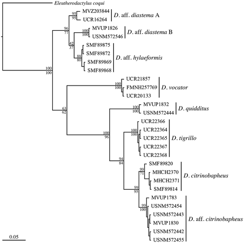 Figure 3. Phylogenetic tree of 16S mtDNA data for Diasporus constructed using Bayesian analysis. Bayesian posterior probabilities (multiplied by 100) shown above branch, maximum likelihood bootstraps values from RAxML analysis shown below branches. The scale bar refers to substitutions per site.
