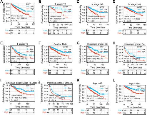 Figure 4 The association between SIRT7 expression and KIRC patient overall survival. (A) Kaplan-Meier curves for SIRT7 expression levels in the overall KIRC patient cohort. (B–L) Subgroup analyses for patients with stage T2/T3, N0 stage, M0 stage, Histologic grade G3 /G4, and Pathologic stage II/III/IV disease, as well as for male patients, patients > 60 years old, and patients ≤ 60 years old.