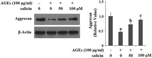 Figure 6. Salicin treatment ameliorated AGEs-induced degradation of aggrecan in human SW1353 cells. Human SW1353 cells were treated with 100 μg/ml AGEs in the presence or absence of 50 and 100 μM salicin for 48 h. Expression of Aggrecan was determined by Western blot analysis (a, b, c, p < .01 vs. previous column group).