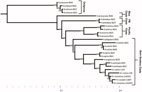 Figure 1. Maximum-likelihood phylogenetic hypothesis using GTR-GAMMA model parameter. Taxa (n = 26) rooted to Delicum urbicum. Outgroup: Delicum urbicum. Blue Clade: Hirundo atrocarulea. PB Clade (Pearl-Breasted Clade): Hirundo dimidiata. Pacific Clade: Hirundo tahitica & Hirundo neoxena. Barn Swallow Clade: Hirundo albigularis, Hirundo smithii, Hirundo nigrita, Hirundo angolensis, Hirundo aethiopia, Hirundo rustica tytleri, Hirundo rustica rustica, Hirundo rustica transitiva, and Hirundo rustica savignii.