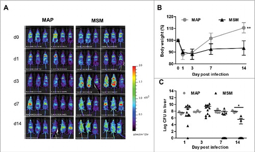 Figure 4. Induction of IFN-β after MAP or M. smegmatis (MSM) infection in vivo. (A) IFN-β+/Δβ-luc (n = 6/group) were infected with MAP or MSM. At day 1, 3, 7, and 14 post infection, mice were injected with D-luciferin and visualized for luciferase activity. (B) Body weights of mice infected with MAP or MSM. **p<0.01 by Two way ANOVA with Bonferroni post test, means ± SEM. (C) C57BL/6 mice (n = 3–10/group) were infected with MAP or MSM. Numbers of CFU in liver were determined. Data are representative of 2 independent experiments. *p<0.05 by Mann-Whitney U test, means ± SEM.