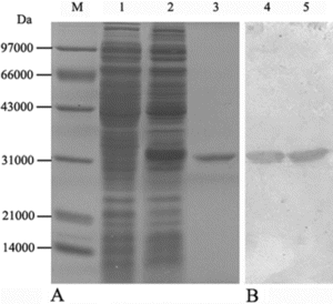 Figure 2 (A) SDS-PAGE and (B) western blot analysis of purified SPA. Lane M: low range protein marker; Lane 1: control E. coli BL21 without recombinant plasmids; Lane 2 and 4: induced E. coli BL21 transformed with recombinant plasmid pET-SPA; Lane 3 and 5: affinity purified SPA.